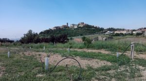 Plantada d'oliveres a Cubells 2018